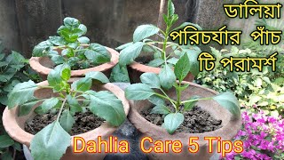 Growing Dahlias from Cuttings 5 tips [upl. by Savvas]