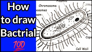 How to Draw Bacterial Cell in 2 min  Simple Way To Draw Bacteria  Olevel and Alevel IN 2024 [upl. by Herrmann]