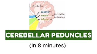 Cerebellar Peduncles In Hindi [upl. by Acisse]