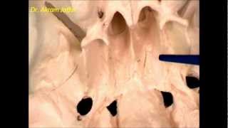 Osteology of the skull 5 inferior view [upl. by Bertie]