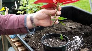 Taking poinsettia Euphorbia pulcherrima cuttings [upl. by Bigford]