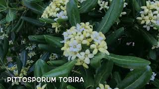 Pittosporum tobira Garden Center online PGARDENS [upl. by Nwahc881]