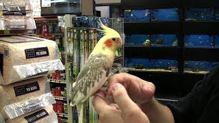 Top 5 Friendly Bird Species That Are Adoreable Pets [upl. by Ailhad]