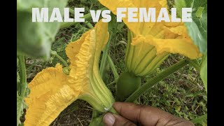 The difference between a male and female flower PUMPKIN [upl. by Timofei951]