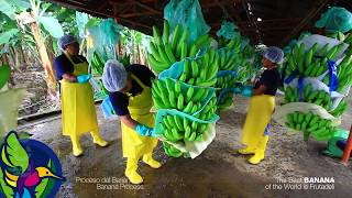 Proceso del Banano en Ecuador  Banana Process in Ecuador [upl. by Nagaek]