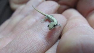 A Quick Guide To Mourning Geckos Lepidodactylus lugubris [upl. by Morocco498]