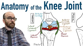 Anatomy of the Knee Joint [upl. by Lalise109]