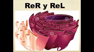 Retículo endoplasmático Rugoso ReL y Síntesis de proteínas [upl. by Miun]