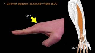 Forearm extensor muscles [upl. by Arammat]