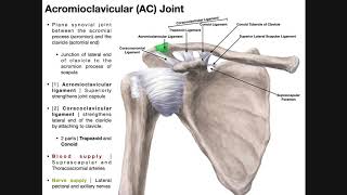 TOPS Total Lumbar Facet Replacement by Premiaspine [upl. by Effy267]