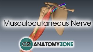 Musculocutaneous Nerve  3D Anatomy Tutorial [upl. by Purdy]