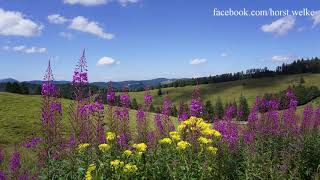 NEW Nature Sounds  Naturgeräusche  Summer chirping of crickets in a meadow Grillen Zirpen [upl. by Phippen763]