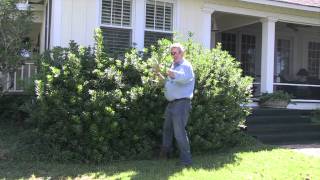 Pittosporum Shrub Trimming by Will Brown 2 [upl. by Silirama142]