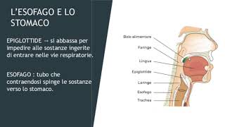 LAPPARATO DIGERENTE Bocca Esofago Stomaco Intestino [upl. by Carberry715]