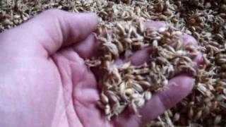 Making Malt at home Malted Barley The Malting [upl. by Shaughn]