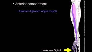 Anterior compartment leg muscles [upl. by Cruickshank]