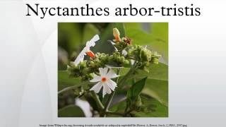 Nyctanthes arbortristis [upl. by Aynad]