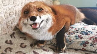 Excited Fox Noises  Fox Laughing and Squeaking [upl. by Dnomsad]