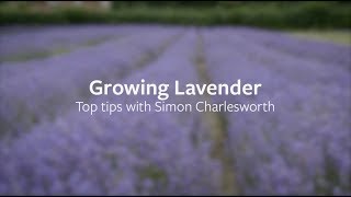 How to grow Lavender  Grow at Home  RHS [upl. by Sirama]