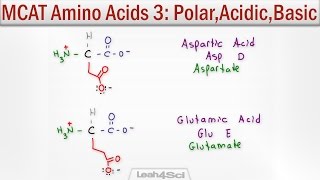 Polar Acidic and Basic Amino Acids [upl. by Reivaxe943]