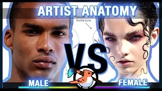 Artist Anatomy  Male vs Female  Head [upl. by Repooc]