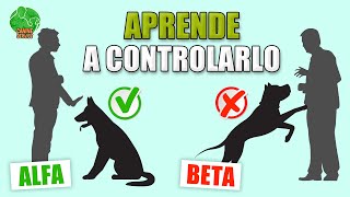 ENTRENAMIENTO de LIDERAZGO para PERROS Cachorro y Adultos [upl. by Ambrosio]