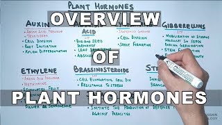 Plant Hormones  Types and Functions [upl. by Renwick]