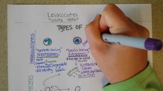 White Blood Cells  Granulocytes amp Lymphocytes  Part 1 [upl. by Kieger]