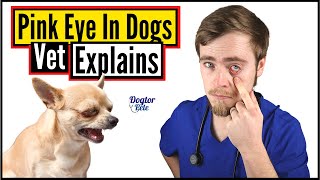 How To Treat Eye Infections In Dogs DO THIS  Vet Explains [upl. by Hinckley474]