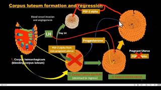 corpus luteum formation and regression [upl. by Olshausen]