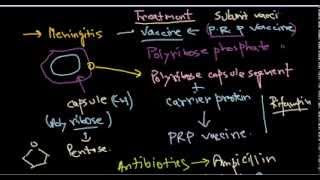 Haemophilus influenzae treatment [upl. by Okiruy866]