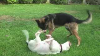 Big Dogs Playing Rough Training Video  Cutest Couple [upl. by Frodi]