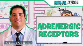 Neurology  Adrenergic Receptors [upl. by Aihsekal]