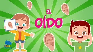 EL OIDO 👂👂LOS 5 SENTIDOS  Vídeos educativos para niños [upl. by Ahtanoj682]