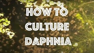 How To Culture Daphnia Magna [upl. by Aiciram]