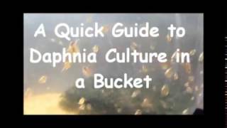 How to culture daphnia outside [upl. by Siro672]