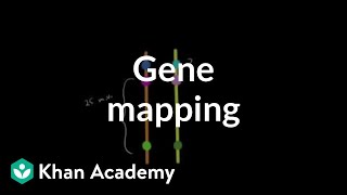 Gene mapping  Biomolecules  MCAT  Khan Academy [upl. by Nahij949]