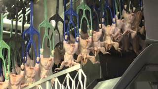 An Inside Look at US Poultry Processing [upl. by Draneb]