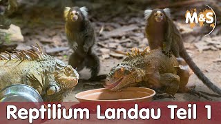 Größter Reptilien Zoo Deutschlands  Reptilium Landau  Teil 1  Reptil TV [upl. by Tam]