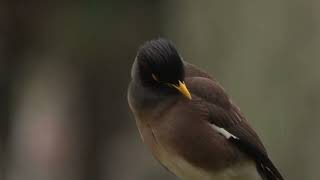 Çiğdeci Common Myna  Acridotheres tristis [upl. by Powell]