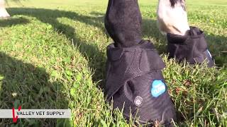 Easyboot Cloud Therapeutic Hoof Boots [upl. by Eudocia961]