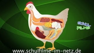 Das Huhn  Schulfilm Biologie [upl. by Grinnell]