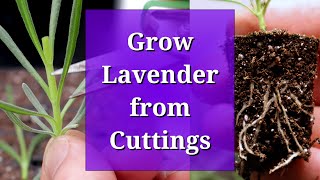 Grow Lavender from Cuttings [upl. by Aizti602]