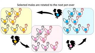 Breeding Strategies for Heritage Chickens [upl. by Leitman]