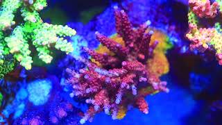 PC Rainbow Light House Coral [upl. by Jacie]