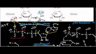 Biochemistry  Hexokinase Physiology Biochemistry amp Mechanism [upl. by Stargell]