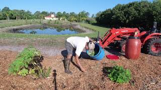 making fertilizer out of Mexican Sunflower Tithonia diversifolia [upl. by Perdita996]