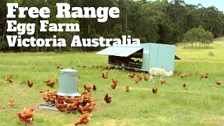 Pastured Egg farming Victoria Australia [upl. by Ventura]