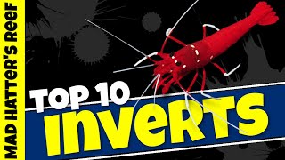 Top 10 Reef Tank Invertebrates [upl. by Shaum]