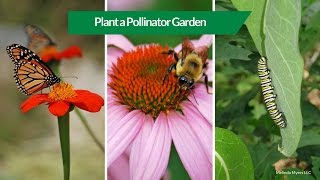 How to Plant a Pollinator Garden [upl. by Edecrem108]